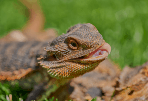 can a bearded dragon eat cucumber