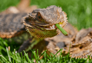 can a bearded dragon eat spinach