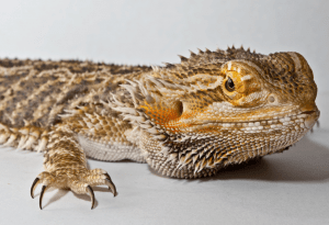 will my dog eat my bearded dragon