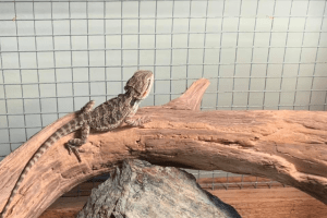 can bearded dragons eat star fruit
