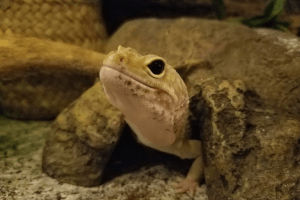 leopard gecko bone disease