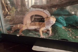 leopard gecko husbandry