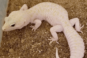 leopard gecko enigma