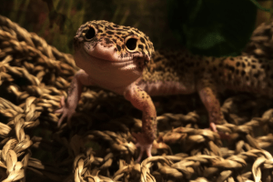 leopard gecko food alternatives