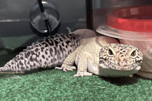 leopard gecko regrown tail