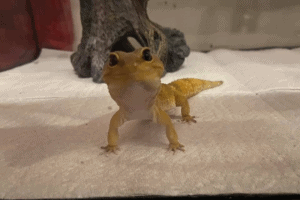 leopard gecko vitamins