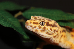 care sheets for leopard geckos