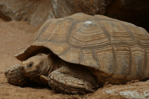 african spurred tortoise enclosure