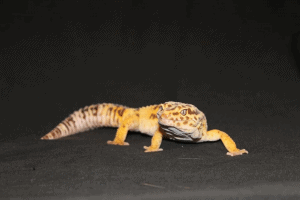 leopard gecko calcium deficiency symptoms