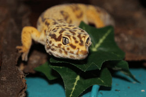 leopard gecko equipment