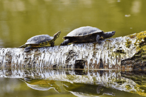 types of pet turtles and tortoises