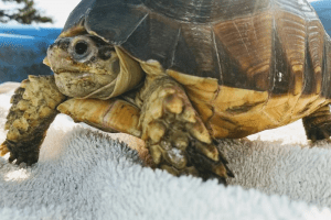 best indoor tortoise