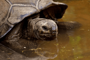 mini tortoise breeds