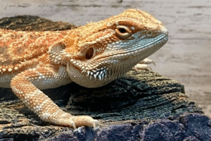 can my bearded dragon eat kale