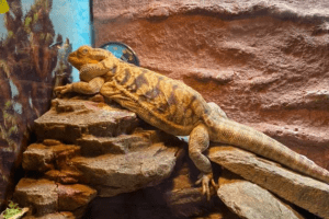 can a bearded dragon swim