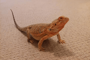 how to tell if bearded dragon is impacted