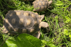 are tortoises good pets