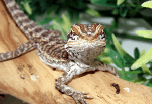 baby bearded dragon lethargic 1
