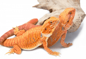 can a male and female bearded dragon live together 1