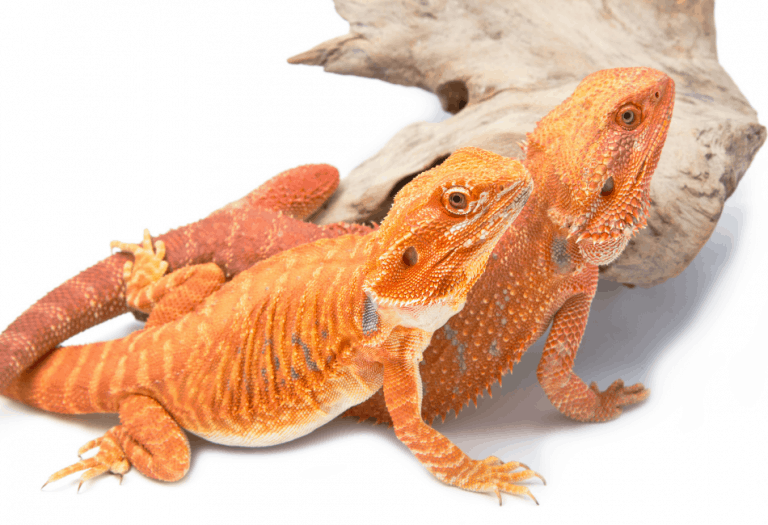Can Male And Female Bearded Dragons Live Together?
