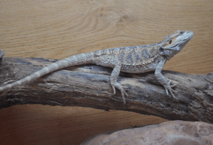 can you overfeed a bearded dragon 1