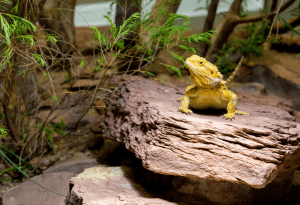 diy bearded dragon basking platform 1