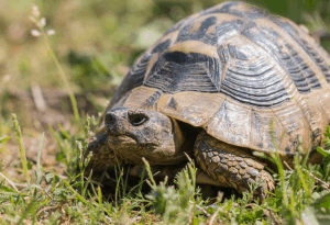 hermann's tortoise care 3