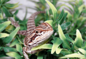 bearded dragon baby food 1