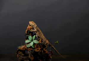bearded dragon canned food 1