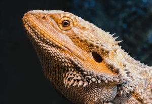 bearded dragon eye problems 1