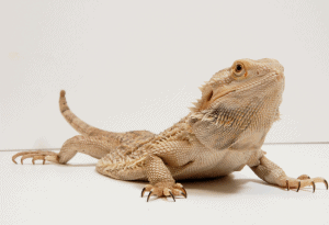 bearded dragon not using back legs 1