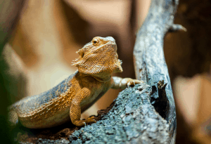 bearded dragon temperament 1