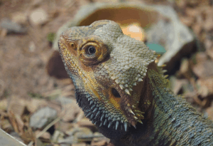 bearded dragon third eye 1