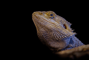 can a bearded dragon eat apples 1