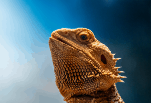 can a bearded dragon eat blueberries 1