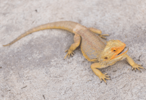 can a bearded dragon eat celery 1