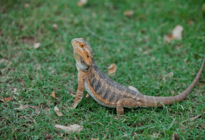 can a bearded dragon eat mustard greens 1