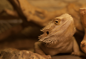 can a bearded dragon eat tomatoes 1