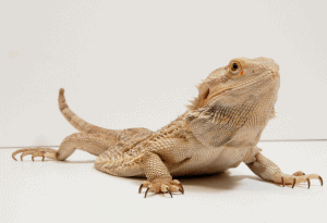 can bearded dragon eat broccoli