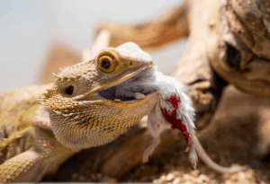 can bearded dragons eat mice 1