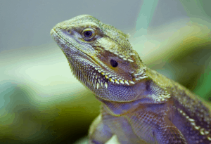 can i feed my bearded dragon carrots 1