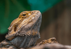 can you feed bearded dragons grapes 1