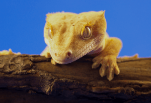 crested gecko laying eggs without male 1