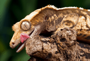 crested gecko setup 1