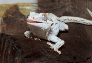 gargoyle gecko vs crested gecko 1