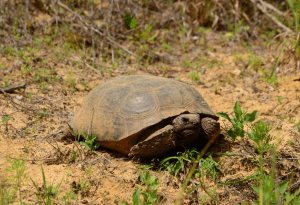 greek tortoise care