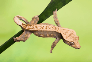how to clean a crested gecko tank 1