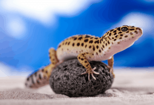leopard gecko intelligence 1