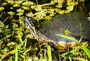 peninsular cooter turtle care 1