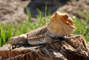what fruit can i feed my bearded dragon 1